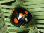 Orcus australasiae - Ladybird species | CHIAMAIAS JISHEBI | ჭიამაიას ჯიშები